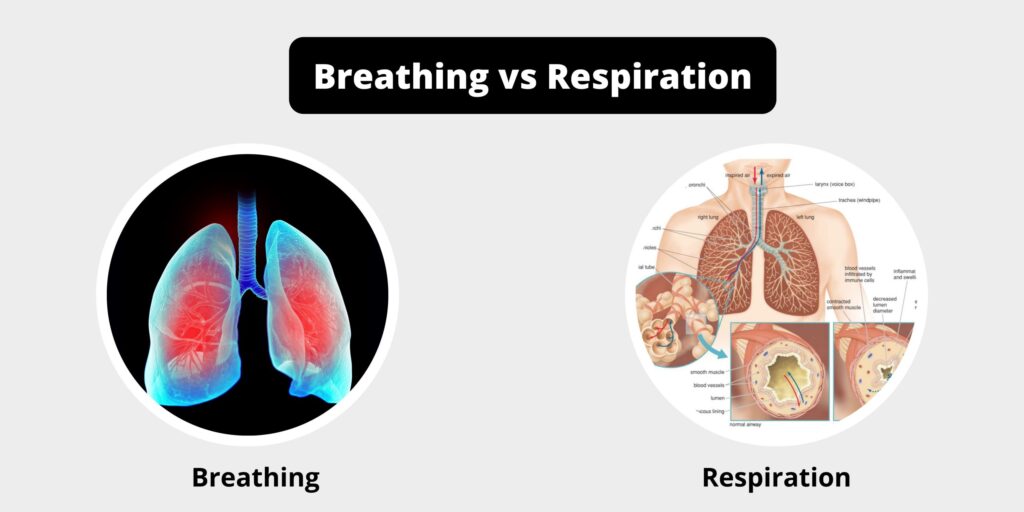 Difference Between Breathing and Respiration - Breathing vs Respiration ...