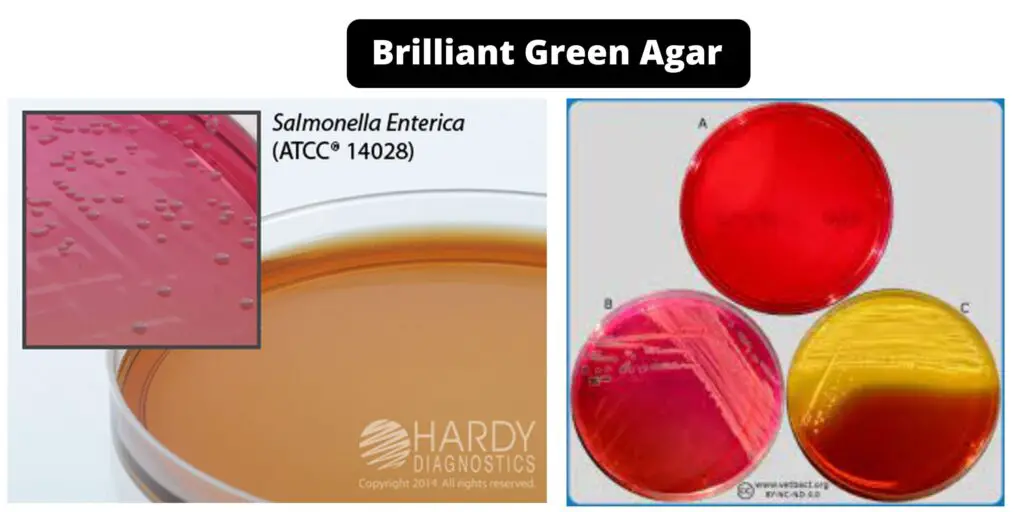 Brilliant Green Agar - Composition, Principle, Preparation, Results ...