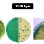 CLED Agar - Composition, Principle, Preparation, Results, Uses