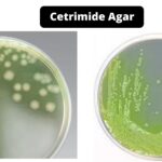 Cetrimide Agar - Composition, Principle, Preparation, Results, Uses