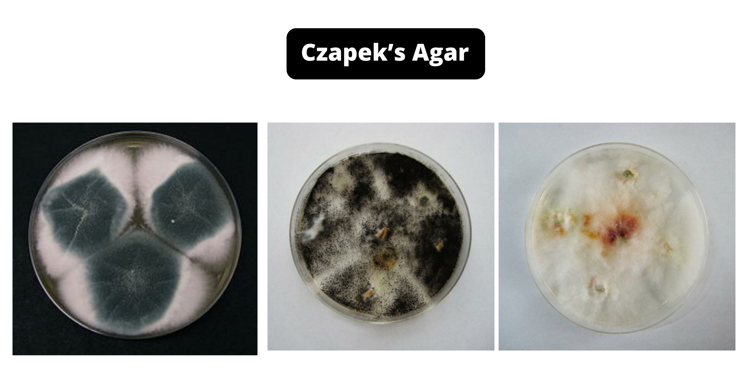 Czapek’s Agar (CZA) - Composition, Principle, Preparation, Results, Uses