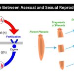 Difference Between Asexual and Sexual Reproduction
