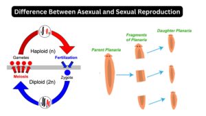 Difference Between Asexual and Sexual Reproduction