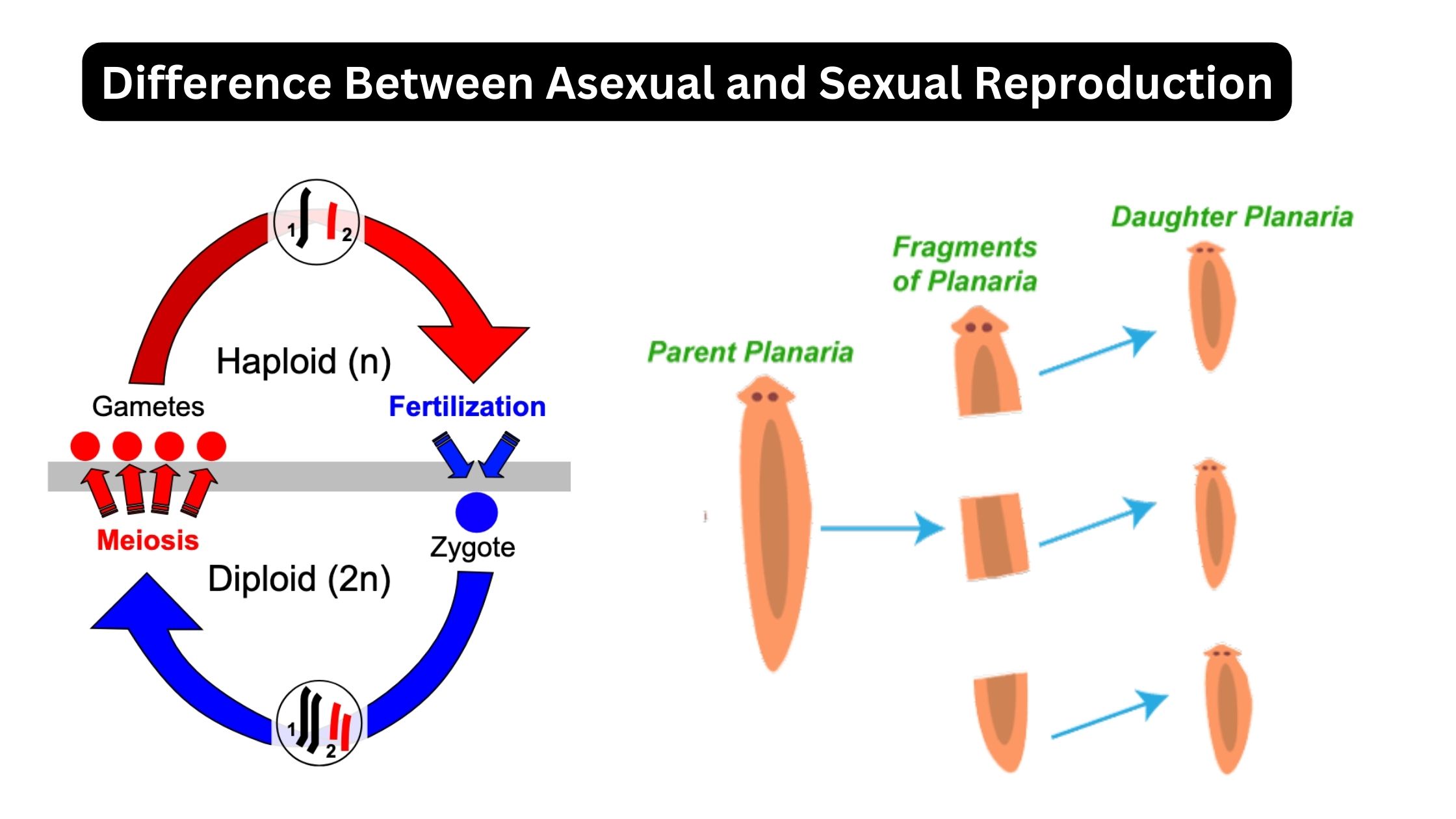 Difference Between Asexual and Sexual Reproduction