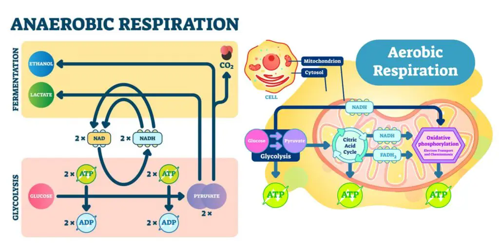 Difference between Aerobic and Anaerobic Respiration - Aerobic vs ...