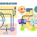 Difference between Aerobic and Anaerobic Respiration - Aerobic vs Anaerobic Respiration