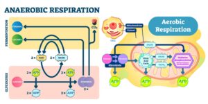 Difference between Aerobic and Anaerobic Respiration – Aerobic vs Anaerobic Respiration