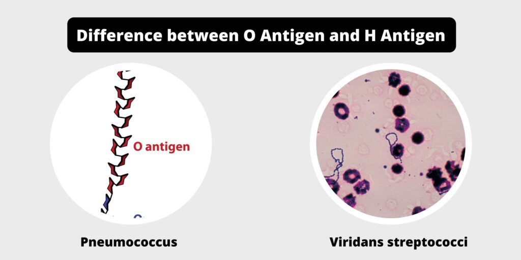 Difference between O antigen and H antigen - O vs H antigen - Biology ...