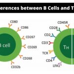 Differences between B Cells and T Cells - B Cells vs T Cells