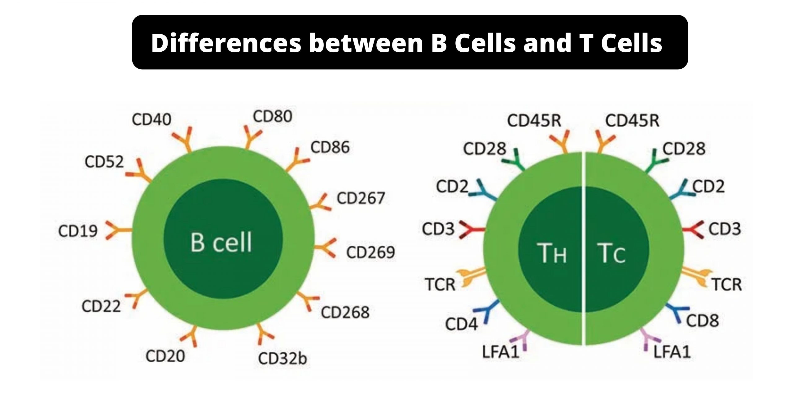 Differences between B Cells and T Cells - B Cells vs T Cells