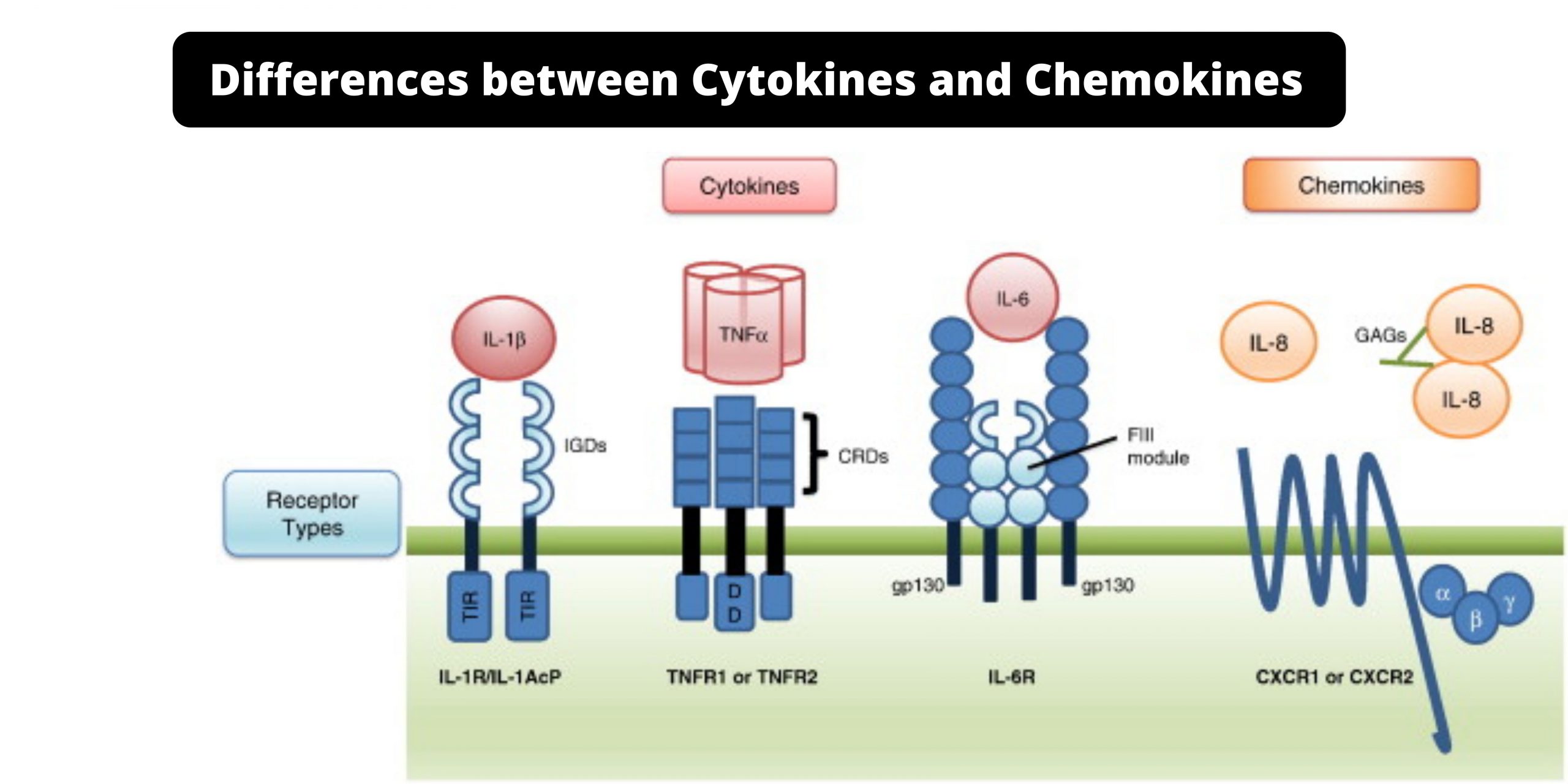 Differences between Cytokines and Chemokines