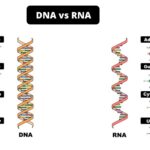 Differences between DNA and RNA - DNA vs RNA
