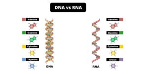Differences between DNA and RNA – DNA vs RNA