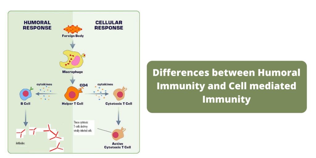 Differences between Humoral Immunity and Cell mediated Immunity ...