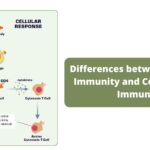 Differences between Humoral Immunity and Cell mediated Immunity