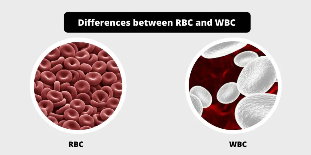 Differences between RBC and WBC - RBC vs WBC - Biology Notes Online