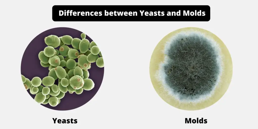 Differences between Yeasts and Molds Yeasts vs Molds Biology Notes