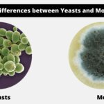 Differences between Yeasts and Molds - Yeasts vs Molds