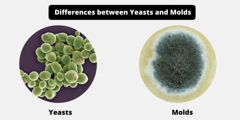 Differences between Yeasts and Molds - Yeasts vs Molds