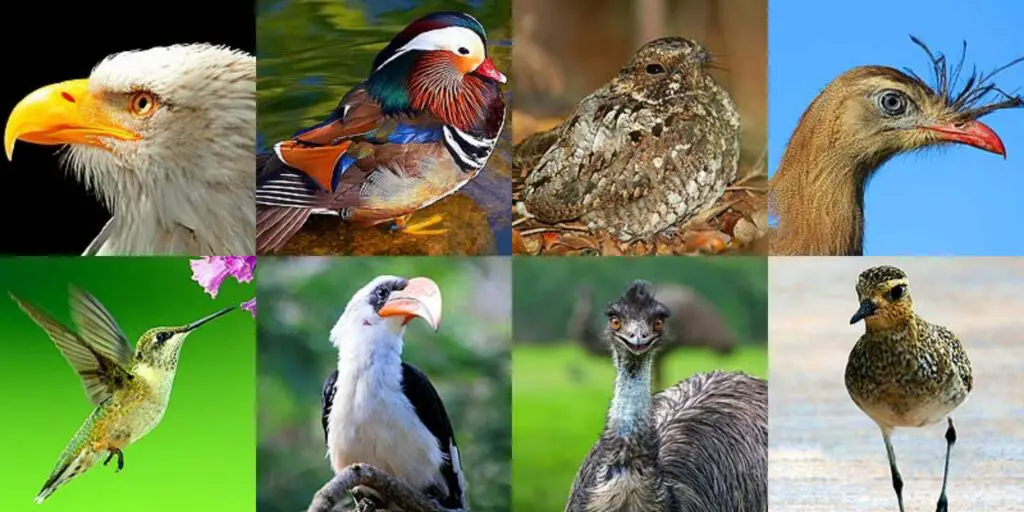 Different Types of Birds - Biology Notes Online