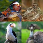 Different Types of Birds