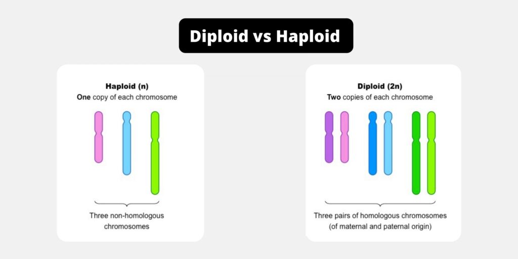 Difference Between Diploid And Haploid Diploid Vs Haploid Biology Notes Online