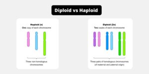 Difference Between Diploid and Haploid – Diploid vs Haploid