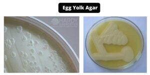 Egg Yolk Agar – Composition, Principle, Preparation, Results, Uses
