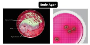 Endo Agar – Composition, Principle, Preparation, Results, Uses
