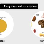 Difference between enzymes and hormones - enzymes vs hormones