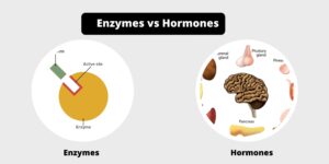 Difference between enzymes and hormones – enzymes vs hormones
