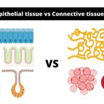 Difference between Epithelial tissue and Connective tissue - Epithelial tissue vs Connective tissue