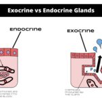 Difference between Exocrine and Endocrine Glands - Exocrine vs Endocrine Glands