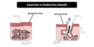 Difference between Exocrine and Endocrine Glands – Exocrine vs Endocrine Glands