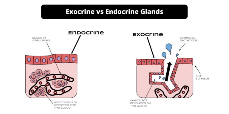 Difference between Exocrine and Endocrine Glands - Exocrine vs Endocrine Glands