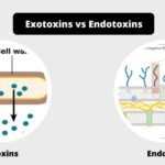 Difference between exotoxins and endotoxins - exotoxins vs endotoxins