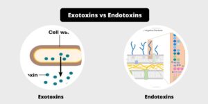 Difference between exotoxins and endotoxins – exotoxins vs endotoxins