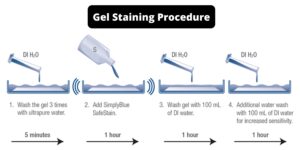 Gel Staining Procedure for PAGE