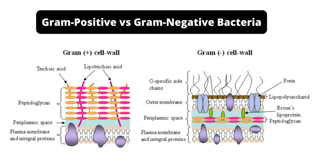 Difference Between Gram Positive And Gram Negative Bacteria Gram Negative Vs Gram Positive