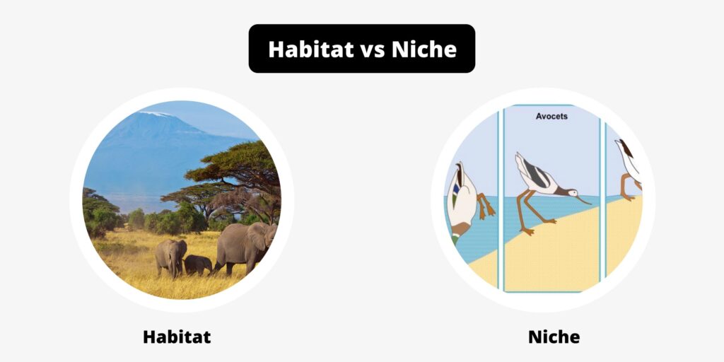 Difference Between Habitat and Niche - Habitat vs Niche - Biology Notes ...