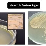 Heart Infusion Agar - Composition, Principle, Preparation, Results, Uses