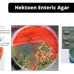Hektoen Enteric Agar - Composition, Principle, Preparation, Results, Uses