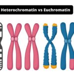 Difference between Heterochromatin and Euchromatin - Heterochromatin vs Euchromatin
