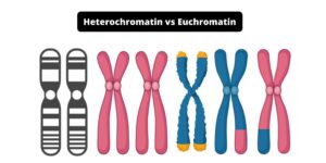 Difference between Heterochromatin and Euchromatin – Heterochromatin vs Euchromatin