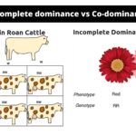 Difference between Incomplete dominance and Co-dominance - Incomplete dominance vs Co-dominance