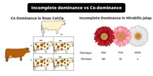 Difference Between Incomplete Dominance and Codominance