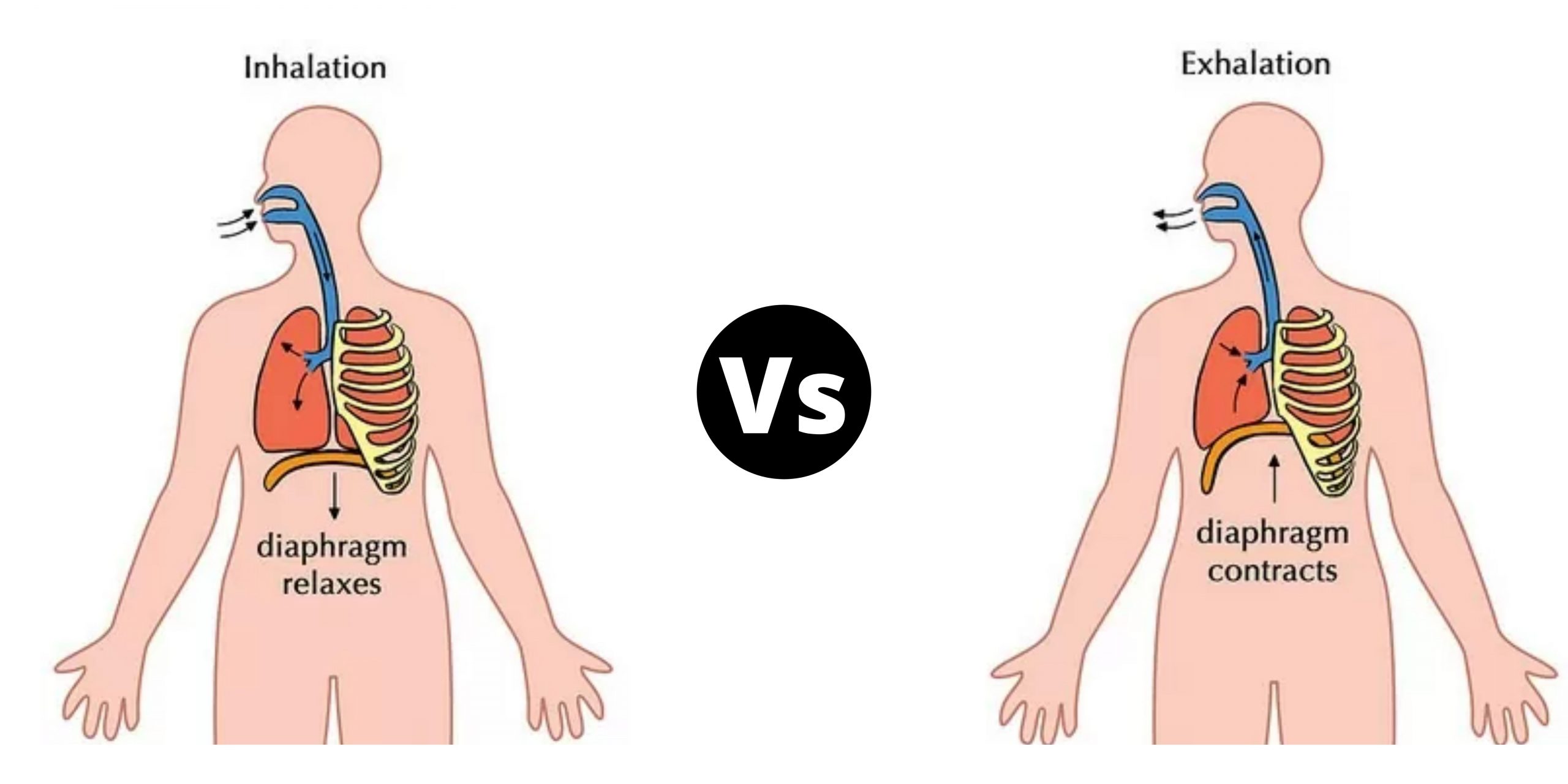 Difference Between Inhalation and Exhalation - Inhalation vs Exhalation