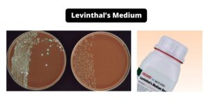 Levinthal’s Medium – Composition, Principle, Preparation, Results, Uses