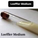 Loeffler Medium - Composition, Principle, Preparation, Results, Uses