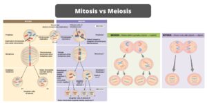 Differences between Mitosis and Meiosis – Mitosis vs Meiosis
